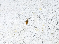 Entomobrya clitellaria