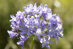 Agapanthus campanulatus, photograph author not stated, no rights reserved