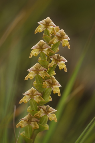 Kidney Kappie (Disperis renibractea)