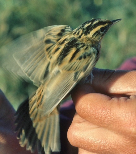 Aquatic Warbler, 29720 Tréguennec, France, photo 7 of 10