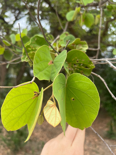 Piliostigma thonningii, photograph 3