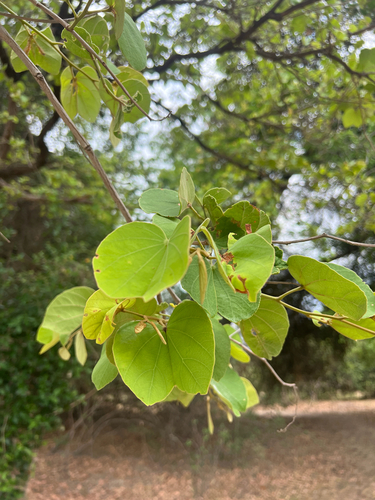 Piliostigma thonningii, photograph 4