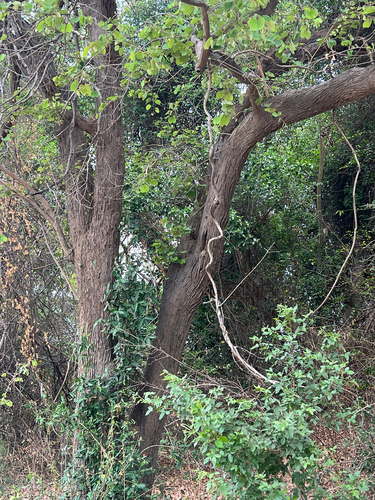 Piliostigma thonningii, photograph 2