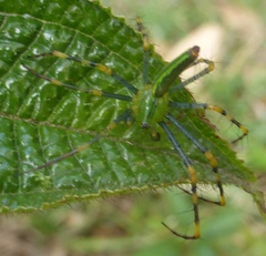 Peucetia madagascariensis