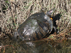 Trachemys scripta elegans