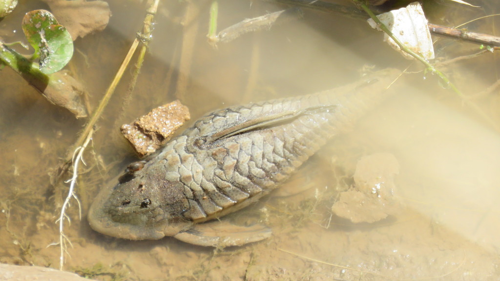 Red Fin Uruguay (Hypostomus commersoni)
