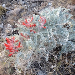 Astragalus helleri