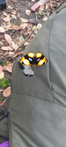 Yellow Pansy