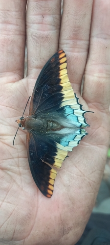 Cream-bordered Charaxes