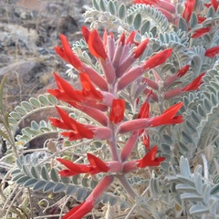 Astragalus helleri