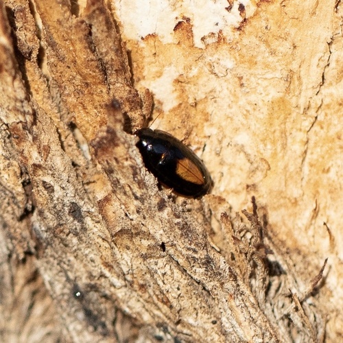Sphallomorpha observed 2026-03-09