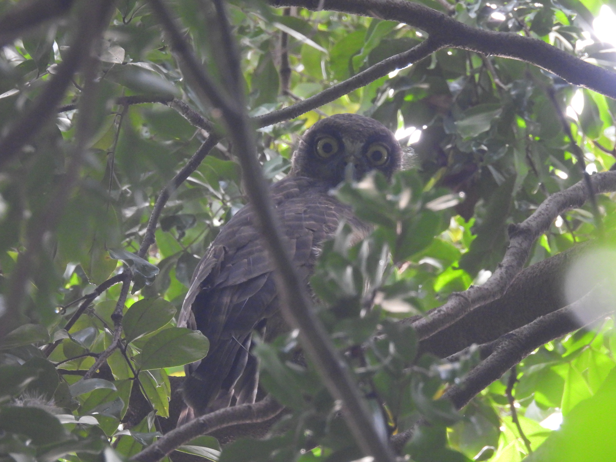 Rufous Owl (Ninox rufa), photo 5