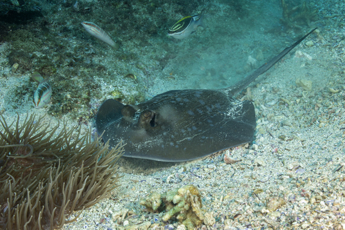 Neotrygon trigonoides