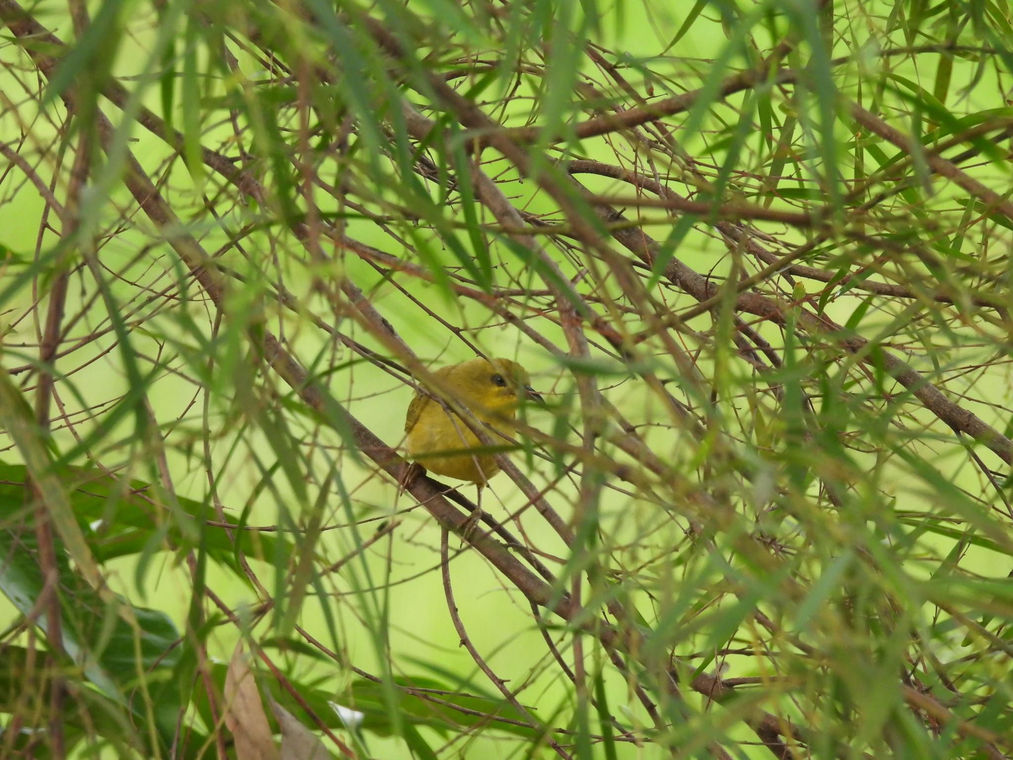 Yellow Honeyeater (Stomiopera flava), photo 9