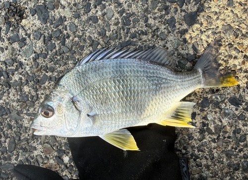 Acanthopagrus