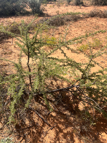 candlepod thorn (Vachellia hebeclada)