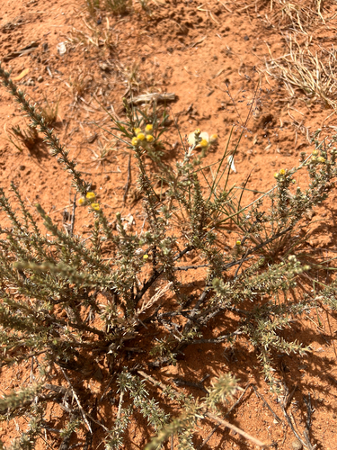 Desert Kapok (Eriocephalus luederitzianus)