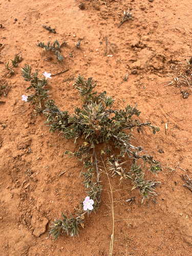 Scorpion Bushviolet (Barleria rigida)