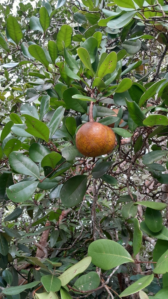 apple mangrove (Xylocarpus granatum)