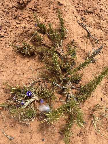Thorn Karooviolet (Aptosimum spinescens)