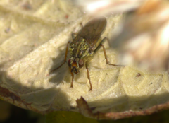 Scathophaga stercoraria