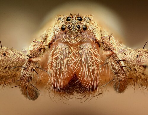 American Nursery Web Spider photo 5