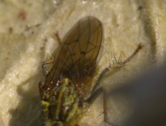 Scathophaga stercoraria