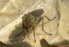 Scathophaga stercoraria