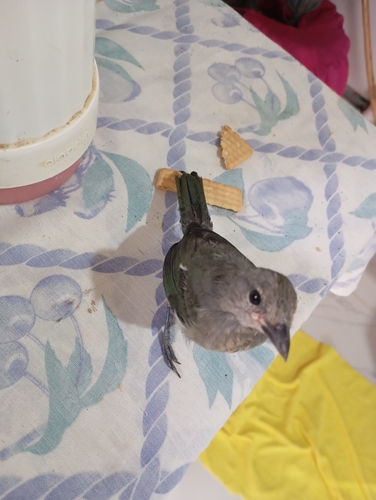 Sayaca Tanager