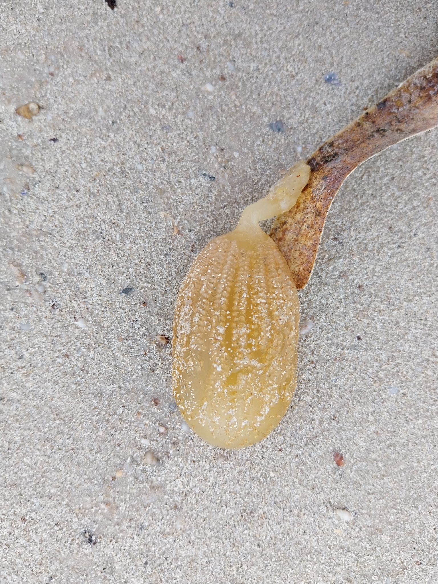 Sycozoa pulchra (Herdman, 1886)