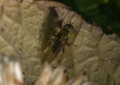 Scathophaga stercoraria