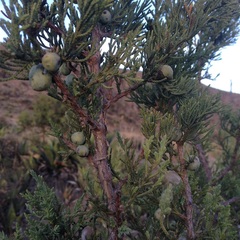 Juniperus deppeana deppeana