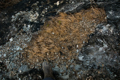 Sporobolus neglectus