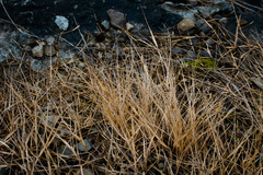 Sporobolus neglectus