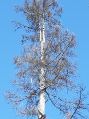 Larix occidentalis