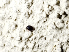 Leiodinae