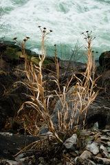 Solidago ptarmicoides