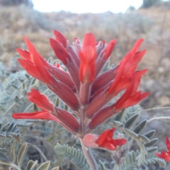 Astragalus helleri