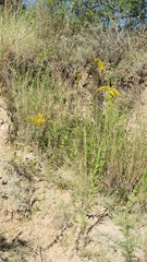 Solidago chilensis