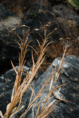 Solidago ptarmicoides