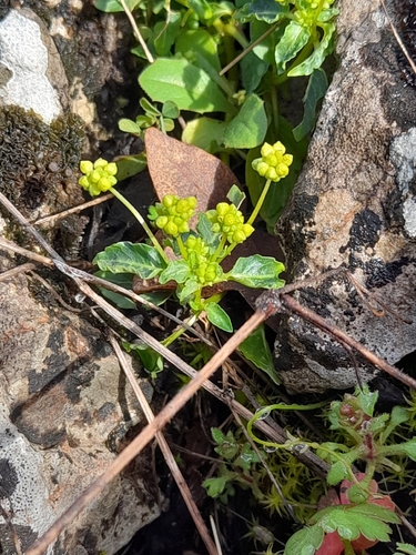 Mercurialis huetii (Mercurialis huetii)