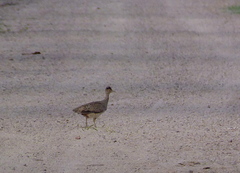 Nothoprocta cinerascens