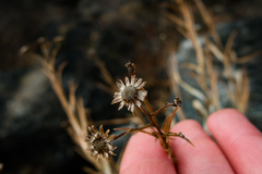 Solidago ptarmicoides