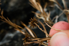 Solidago ptarmicoides