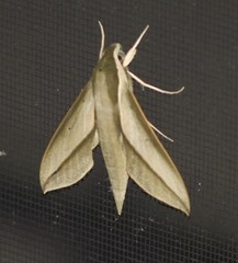 Theretra queenslandi