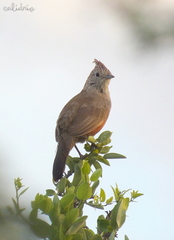 Rhinocrypta lanceolata