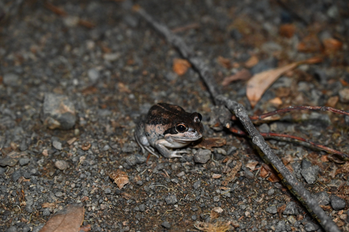 Limnodynastes superciliaris