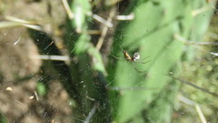 Mecynogea erythromela