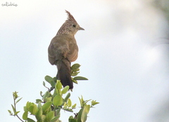 Rhinocrypta lanceolata