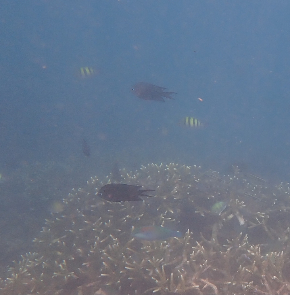 Spiny chromis